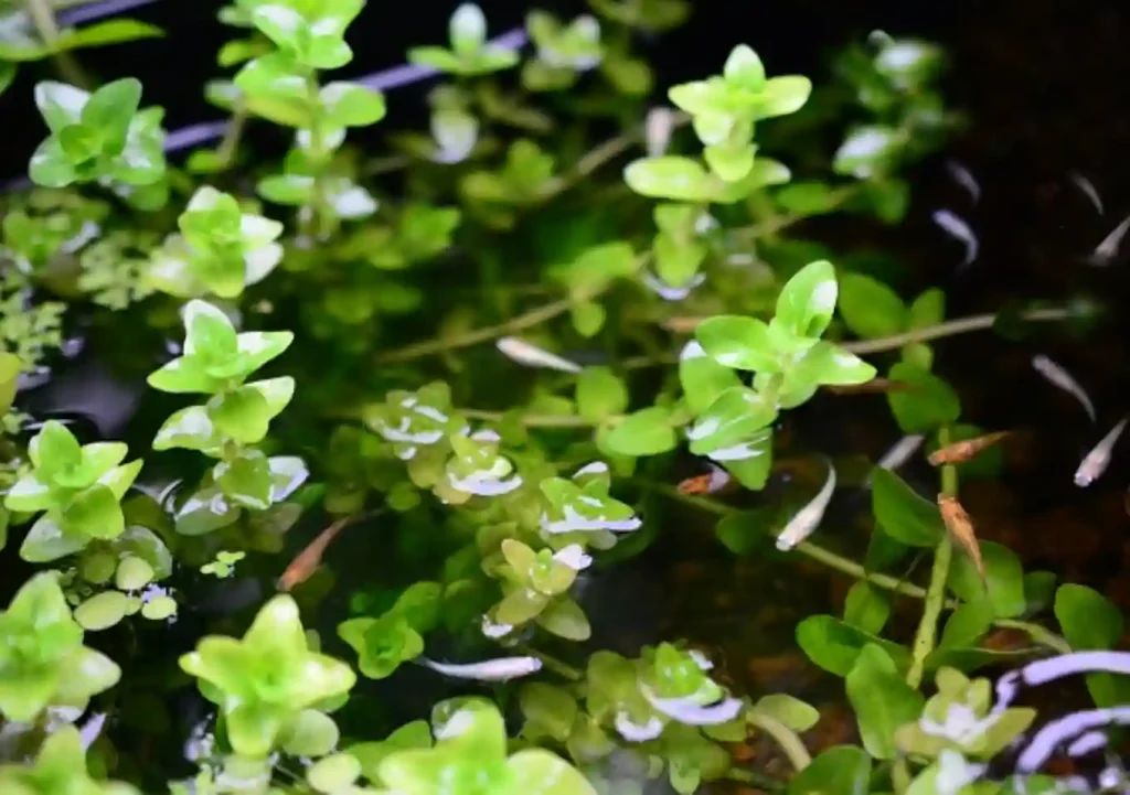 ウォーターバコパ浮き草/ビオトープにおすすめ4水草/メダカ鉢夏冬に強い