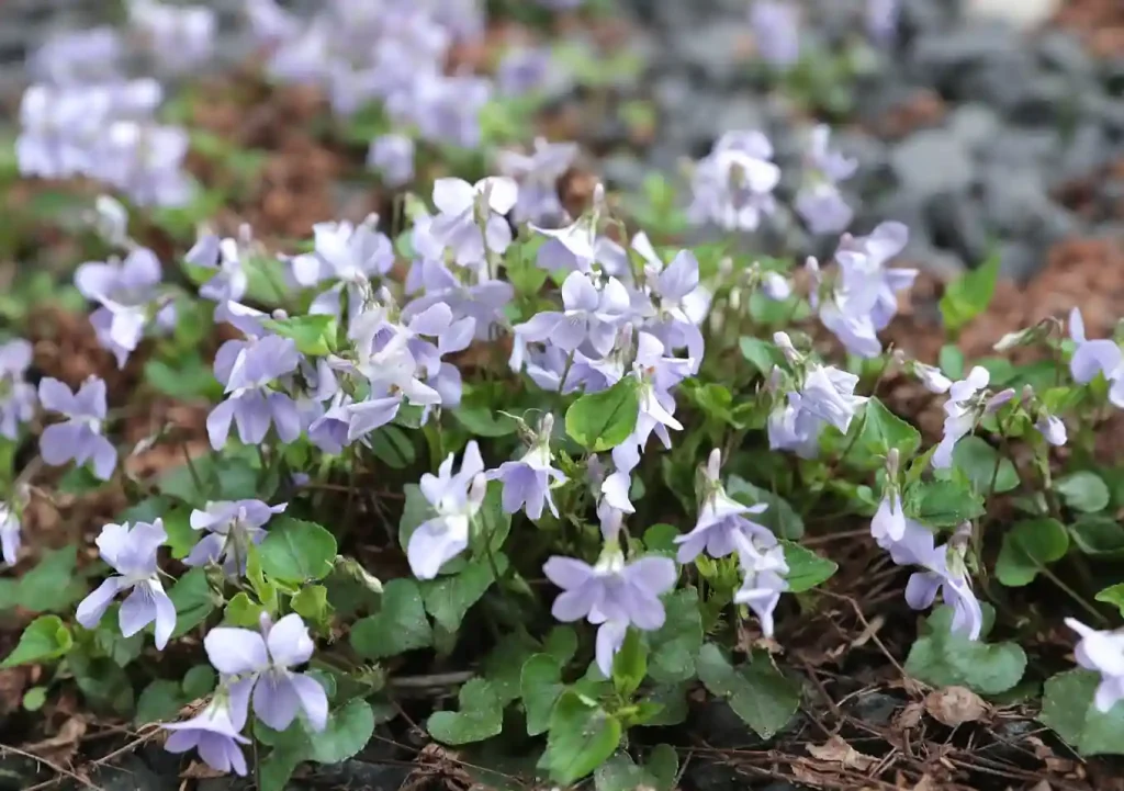 シェードガーデン/日陰の庭のおすすめ植物5選/すみれ