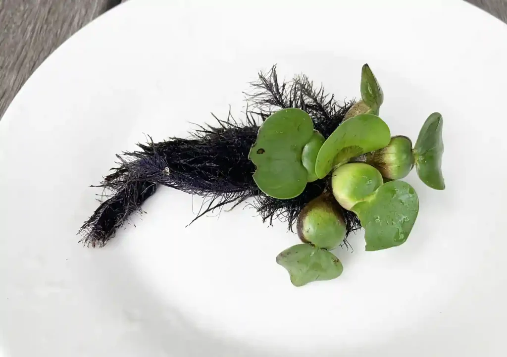 メダカの産卵に布袋草(ホテイソウ)/ビオトープにおすすめ4水草/メダカ鉢夏冬に強い
