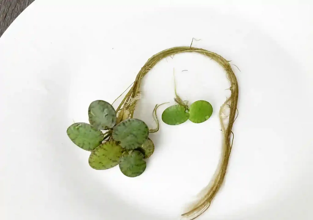 メダカの産卵にアマゾンフロッグピット浮き草/ビオトープにおすすめ4水草/メダカ鉢夏冬に強い