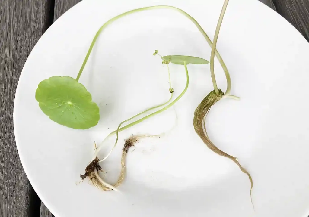 ウォーターコイン浮き草/ビオトープにおすすめ4水草/メダカ鉢夏冬に強い