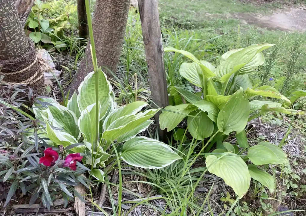 【日陰の植物/おすすめ】葉色が楽しいいギボウシ/花/チゴユリ