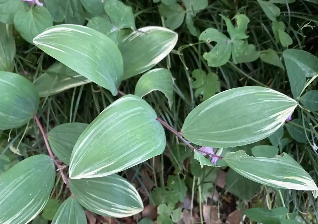 あまどころ(アマドコロ)【日陰の植物/おすすめ】葉色が楽しいいギボウシ/花/