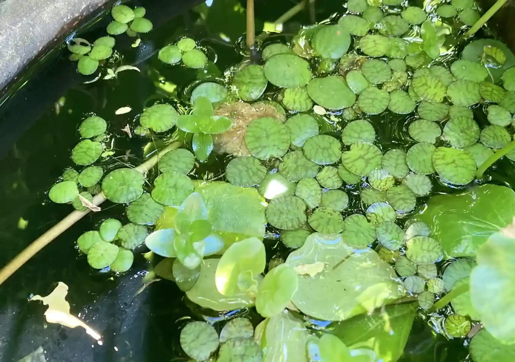 アマゾンフロッグピット浮き草/ビオトープにおすすめ4水草/メダカ鉢夏冬に強い