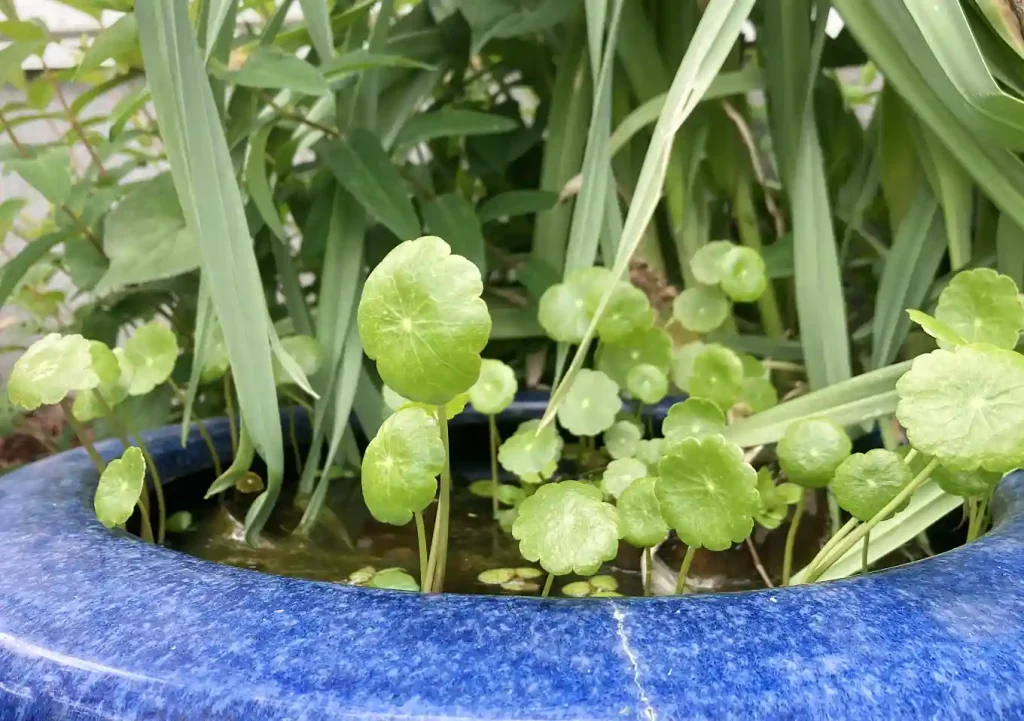 ウォーターコイン浮き草/ビオトープにおすすめ4水草/メダカ鉢夏冬に強い