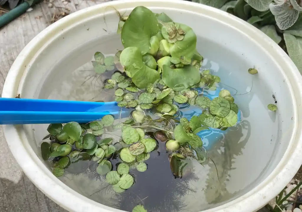 ビオトープ「睡蓮鉢＋メダカ」水が腐らない立ち上げ方／水質浄化能力の高い浮草（水草）を一緒に入れる