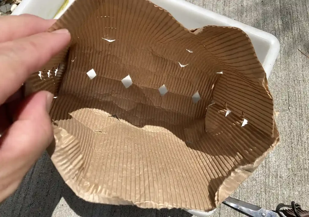 ビオトープ【睡蓮鉢】ハスの花の育て方／メダカ＋ヌマエビ／睡蓮の種から育てる育苗に紙袋を代用