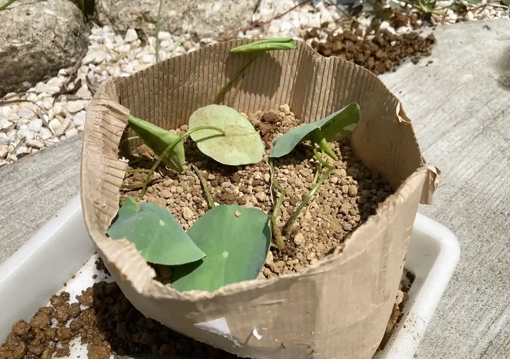 ビオトープ【睡蓮鉢】ハスの花の育て方／メダカ＋ヌマエビ／睡蓮の種から育てる育苗に紙袋を代用