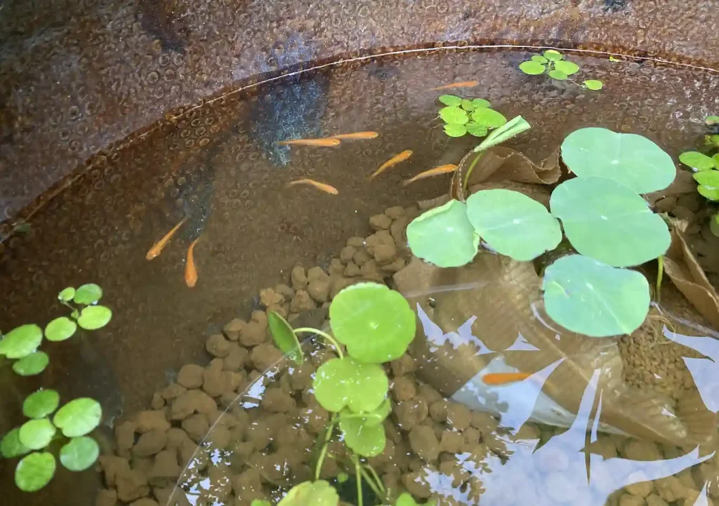 ビオトープ【睡蓮鉢】ハスの花の育て方／メダカ＋ヌマエビ／睡蓮の種から育てる育苗に紙袋を代用