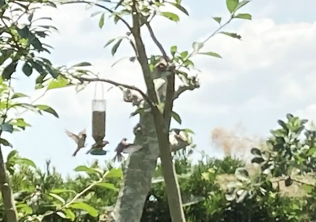 バードフィーダー/アマゾン_ペットボトル式簡易餌台/庭に野鳥を呼ぶ法方