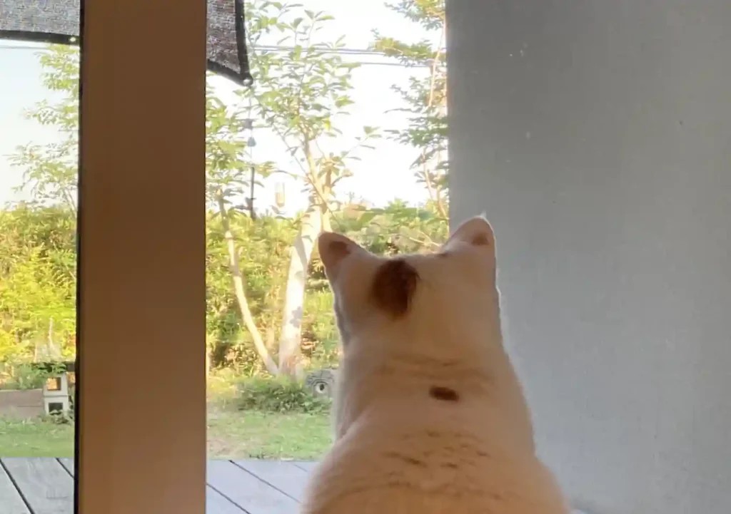 【猫と鳥】バードフィーダー/アマゾン_ペットボトル式簡易餌台/庭に野鳥を呼ぶ法方