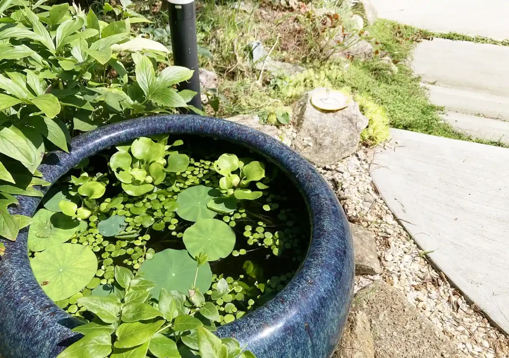 ビオトープ【睡蓮鉢】ハスの花の育て方／メダカ＋ヌマエビ／睡蓮の種から育てる育苗に紙袋を代用